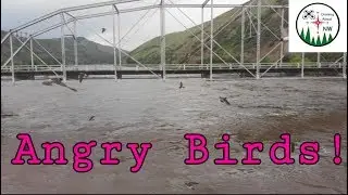 Tons of Birds Attack Drone - Mavic Air
