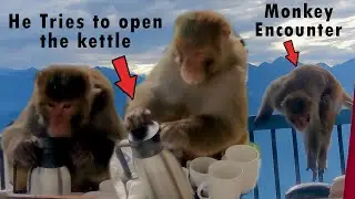Unexpected monkey encounter | Smart Monkey Tries to Open the Kettle | in Himachal 🚫