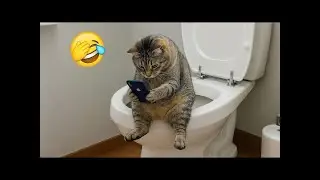 Funny Animal Videos Everyone Is Watching  😼🐶Try Not To Laugh😜