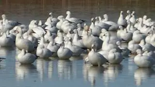 Ross's Geese at the Salton Sea