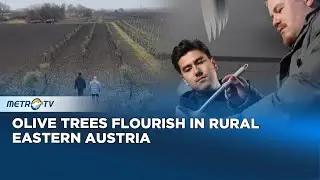 Climate Change Brings Olive Trees to Eastern Austria