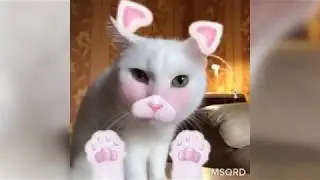 Тестируем маски инстаграма на Котике / Insta Cat Masks