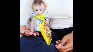 Poor baby monkey Very Poor health
