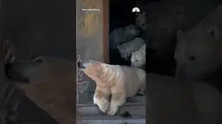 Polar bears move into abandoned Soviet research station in Russia