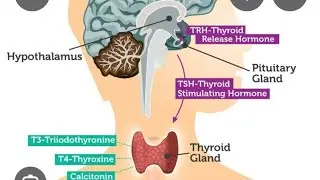 # Thyroid gland & hormone describe @ badal Kumar teach medical channel 