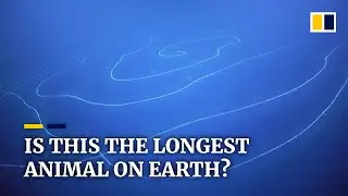 Scientists discover what may be the longest animal on Earth in waters off Western Australia
