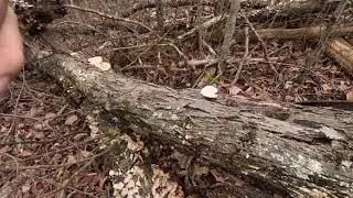 Hike to the Top of PawPaw Mountain Pt 1