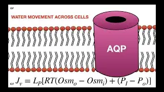 Water Movement Across the Cell