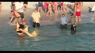 HUGE Sawfish Carpenter Shark Caught at Naples Pier!