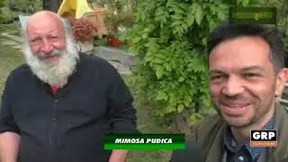 PASSIONE VERDE MIMOSA PUDICA - GRP TELEVISIONE