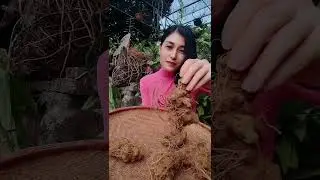 Review Củ Tam Thất Bắc Tươi & C&aacute;ch Ng&acirc;m Thực Tế | Sản Vật & B&agrave;i Thuốc Qu&yacute; | sản vật v&ugrave;ng cao