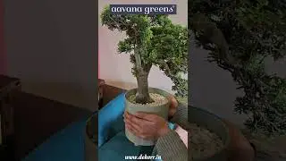 Bonsai Plant that make your cabinet look premium | Artificial Plant | home decor | random finds