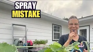 Did You Just Burn Your Plants with Soap Spray? Beginner Gardening Mistakes to Avoid