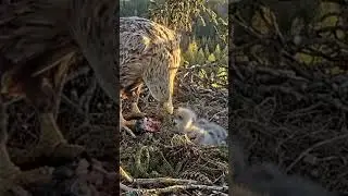 #940P- Review parent and baby birds life in their nest, bird nest with beautiful nature #birdslover