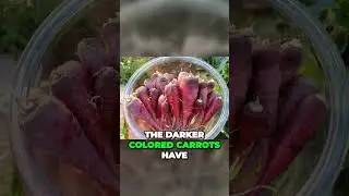 Unlock Carrot Flavors in 60 Secs: Discover a Vibrant Veggie World! | #Shorts