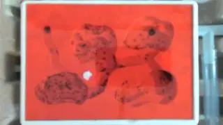 Bertram Eisenfreund: Erste Ameisen-Kolonie Lasius niger #1 (13 Monate)