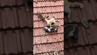 Food war#cat#catvideos #catfight#fyp