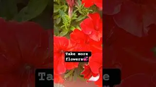 petunias💞💗🤩😍#winter#trending#viral#pitunia#garden_bliss2746#garden#tipsandcare