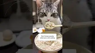 How To Make Healthy Food For Cats Easily! 😻