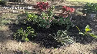 Clearance Hostas, Dividing Tractor Seat Plant, Planting a New Flowerbed