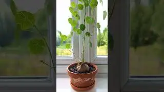 Stephania erecta growth over three months #stefaniaerecta #houseplants #growth