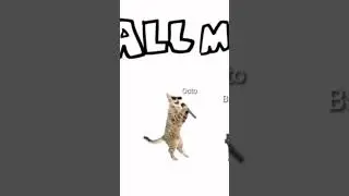 All my fellas #cat #allmyfellas #shorts