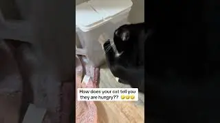 @for.the.love.of.cats7: Batman is my shy cat&hellip;. #cat  #catlover #kitty