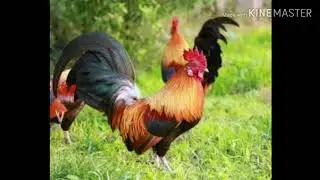 Rooster originally remix