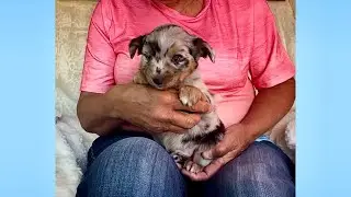 💙 Meet The Most Gorgeous Blue Merle Toy Mini Australian Shepherd Puppy! 💙
