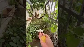 Wanna mesmerize your heart?😇 | Wonderful birds🕊️|🦩Birds aviary idea🦜#birds #aviary #design #ideas 🪶