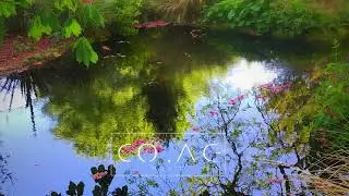 Beautiful days  -  Peaceful Ambient Background Music