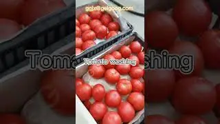 Tomato Washing Machine Air Bubble Type Fruit Cleaning Machine #short