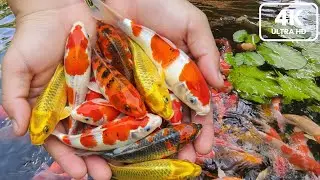 Feeding & Catch Beautiful Koi Fish in a Pond - Peaceful and Relaxing Fish Video