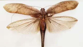 Brown grasshopper Mecopoda
