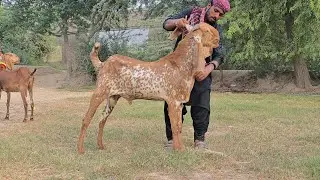 Makkhi China Mal مکھی چینا مال makhi cheeni goat price in pakistan 2026