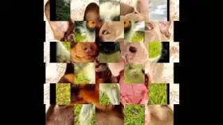 epic selfies-babies and animals
