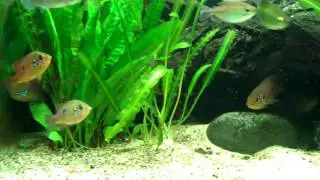 Hemichromis sp. Moanda pair guarding eggs.