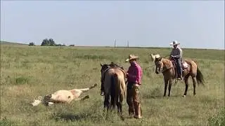 DDD Alistuf Bradley- Josh Lilley Performance Horses