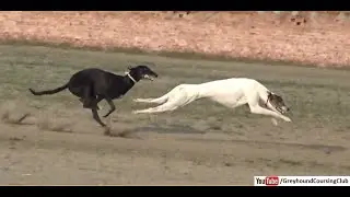 Dog race 2021 | Greyhound track race | Dog race in Pakistan