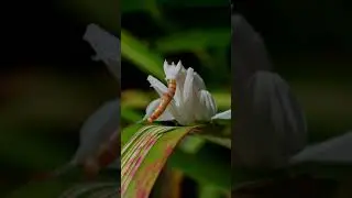 Orchid Mantis Eating a Worm