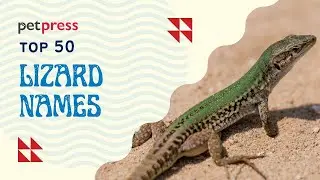 LIZARD NAMES - Top 50 Exciting Names For Your New Pet Lizard!