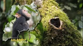 Chimpanzee Tracking Kibale Forest