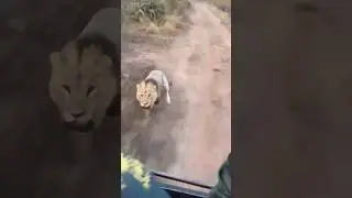Male lion charged at the vehicle out of aggression #shorts #wildlife #lion #africa