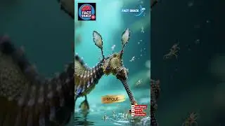 This Fish Looks Like a Floating Plant&hellip; But It&rsquo;s ALIVE 🌿🐉&nbsp; Leafy Sea Dragon