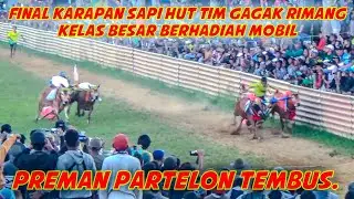 Final Karapan Sapi HUT Tim Gagak Rimang Kelas Besar Berhadiah Mobil, Preman Partelon Tembus.