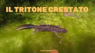 Il tritone crestato italiano