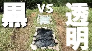 黒マルチVS透明マルチ！！秋の除草に強いのはどっち！？【太陽熱除草】