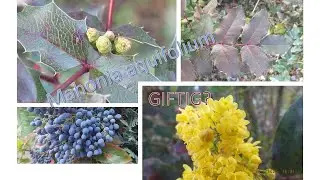 Mahonia aquifolium