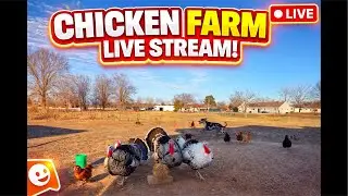 Feeding Time! #dinner #food #chickens #ducks #turkeys #geese #hens #backyardchickens #animals #farm