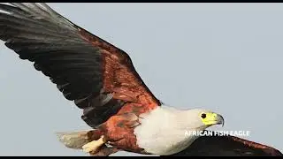 Last chance to win with BirdLife SA
